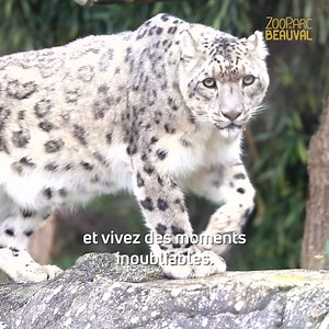 Visitez Beauval : 4ème plus beau zoo du monde, ouvert toute l’année ! 😍 35 000 animaux vous attendent, un monde à découvrir. Réservez votre visite en basse saison et économisez jusqu’à 7€ sur votre billet 👉 | Zoo de Beauval