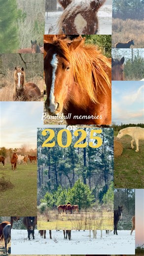 As we close out this year, we pause to reflect on the Kisatchie wild horses, and on the people who continue to stand for them. This year reminded us that protecting Louisiana’s wild horses is not simple, not easy, and never guaranteed. These horses continue to live at the intersection of history, development, policy, and public awareness - and their future depends on informed, thoughtful, and compassionate stewardship. Through conversations, challenges, community meetings, and moments of uncerta