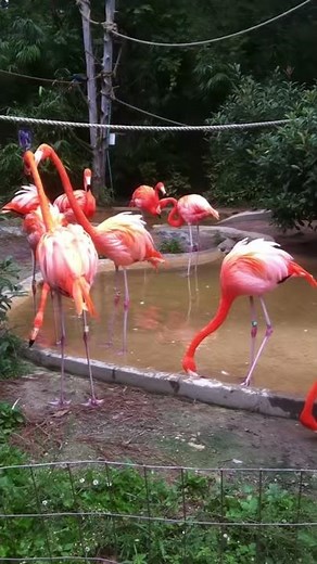 A Flamingo's Noise