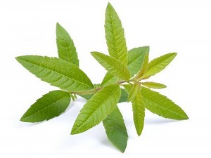 Aloysia citrodora - Alchetron, The Free Social Encyclopedia