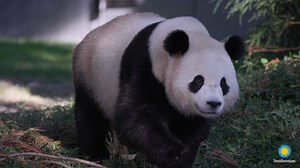 🍂🐼 Happy fall, y’all! The crisp, cool autumn mornings are prime for panda frolicking. Recently, our animal care team gave the bear pair access to their outdoor habitats for the first time. True to his “energetic” name, Bao Li got the zoomies and put his hammock to the test. Qing Bao, who keepers say is more reserved, reached new heights by climbing trees and logs. . . . Bao Li and Qing Bao are currently in quarantine at the David M. Rubenstein Family Giant Panda Habitat. Quarantine of new anim