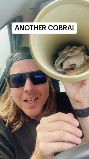 Encounter with a Cape Cobra in South Africa