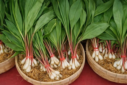 Ramp Wild Leek Allium Tricoccum Native Shade Edible Herb 20 Seed Pack - Etsy