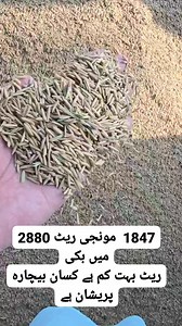 52K views · 766 reactions | 1847 live boli | Rice Library Pakistan | Facebook