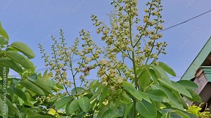 the pollination process carried out by bees and other insects, for example mutualistic symbiosis, longan tree flowers Stock Video