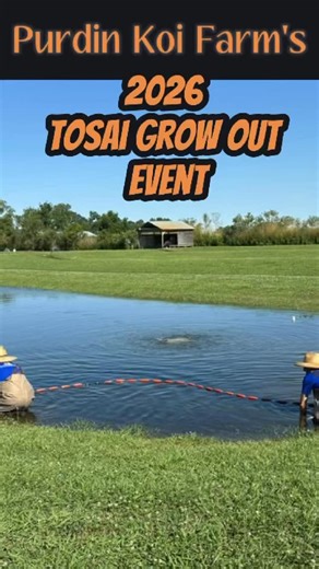 It’s Mardi Gras season and our Grow Out koi are ready to parade 💜💚💛 Flair and fins on full display - who’s catching your eye? Comment below your favorite! #purdinkoifarm #koi #growoutevent #tosai #mardigras | Purdin Koi