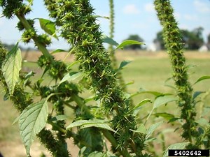 Amaranthus palmeri - Alchetron, The Free Social Encyclopedia