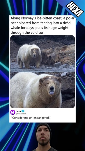 Giant Polar Bear bloated from eating whale👀#polarbear #animals