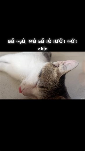 Chú mèo ngủ giống chó lè lưỡi😄