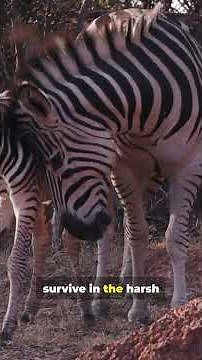 What Makes Zebras So Special in Africa?