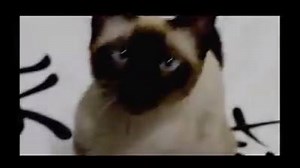 14K views · 576 reactions | Opening Theme Song (Cat Version). . This is amazing | You Know Nothing Jon Snow | Facebook