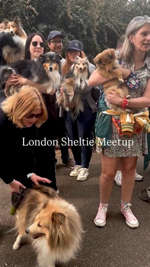 Video From #Repost @londonsheltiecallie A very floofy afternoon ☁️ Our biggest sheltie meet-up yet! We had 20 shelties join us in Battersea Park today for our first London Sheltie Meetup of the 2025- ranging from just 4kg to 18kg in size! @luka.thesheltie @_ziggythesheltie_ and I started these meet-ups just over 2 years ago to connect with more shelties - as we never seemed to bump into them in London. Somehow our WhatsApp group has grown from the 3 of us to now over 75 members (I didn’t even kn