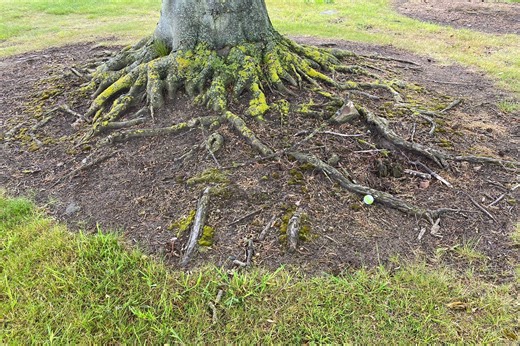 Relief from tree roots: Is it allowed? | National Club Golfer