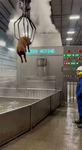 Future Meat Labs: Robotic Arms at Work