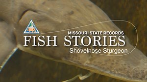 20K views · 166 reactions | ARE YOU READY TO TOP THIS RECORD? – The Missouri state record catch for shovelnose sturgeon was set in 2001 by James Dockery. In 2017, his son Bowen would set the state record for the green sunfish. See how this record-breaking family affair is a whopper of a story. | Missouri Dept. of Conservation | Facebook
