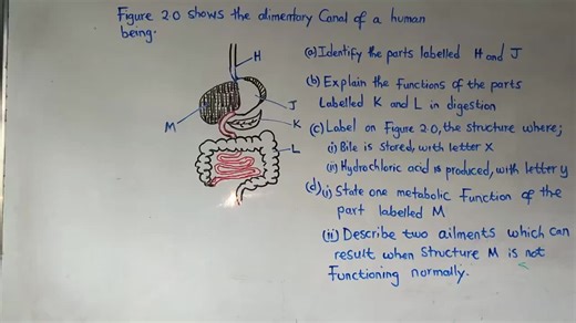 Human Alimentary Canal Explained: Biology 2018 P2