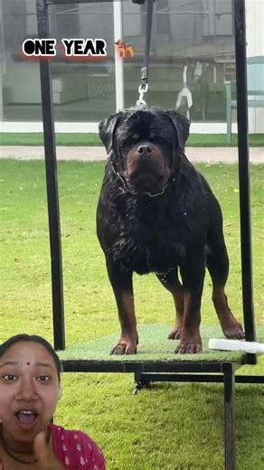 Incredible Growth Journey #Shorts#Rottweiler #RottweilerPuppy #DogTransformation #PuppyGrowth