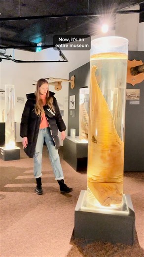 Guide to Iceland on Instagram: "From quirky museums to cult movie moments, these Iceland stops bring the fun! 😜🇮🇸 📍 The Phallological Museum, Reykjavík 🍆 📍 Jaja Ding Dong, Húsavík 🧑‍🎤 📍 The Museum of Icelandic Witchcraft and Sorcery, Hólmavík 🔮 #iceland #icelandic #icelandtravel #icelandtrip #icelandicnature #icelandsecret #icelandadventure #icelandroadtrip #icelandexplored #icelandiclandscape #icelandphoto #icelandlife #icelandphotography #icelandphotographer #icelandicadventure #icel
