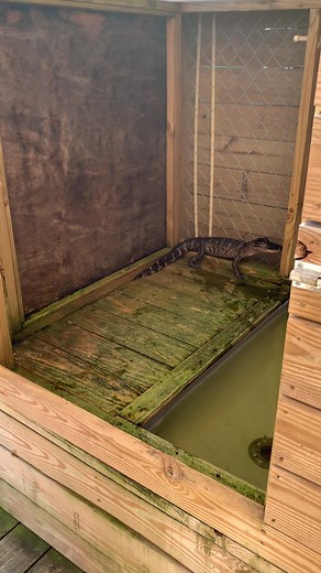You guys have definitely seen our larger alligators eat but what about the baby alligators? Watch as Emily feeds little Gilligan a pinkie! Isn’t he such a well behaved young gator?! 🐊 #pinkie #gilligan #babygator #babygatorfeeding #alligator #gator #ehp #evergladesholidaypark #reptiles #reptilesofinstagram #wildlife #florida #floridalife #thingstodo | Everglades Holiday Park