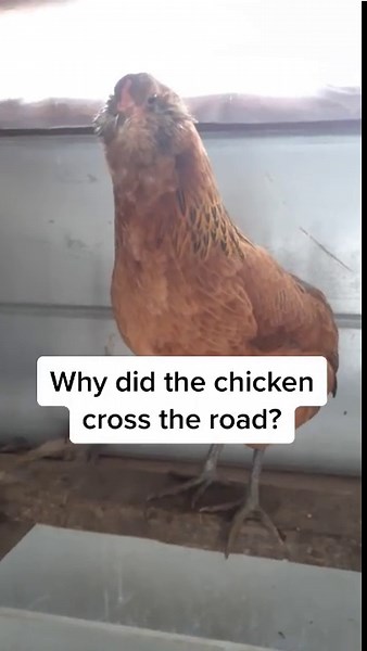 When You Tell Your Chicken a Joke and She Can’t Stop Laughing