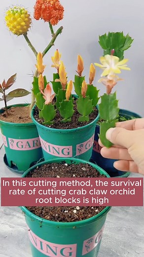 effective tip cutting method #gardening #garden #gardeningtips #gardenlife #gardeninspiration #gardenideas #gardenlove #gardendesign #gardenersofinstagram #gardenersworld #garden_styles #gardenphotography #gardenlovers #gardenerslife #gardenart #gardenbeauty #gardensofinstagram #gardenplants #gardenviews #gardenersparadise #gardenista #gardeningcommunity #gardenloversclub #gardenaddict #gardeners #gardenerslife | Gardening Hacks