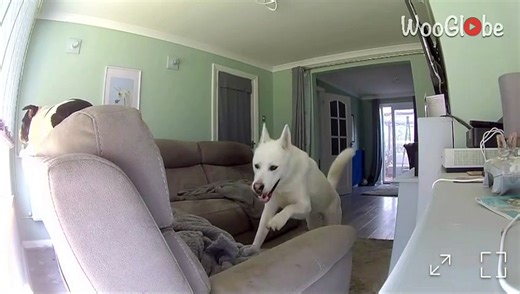 Dog thinks the best way to end filming is by eating the camera