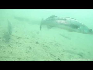 Das beste Zanderbuch aller Zeiten