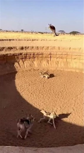 The Fall Of The Pack: Kangaroo's Perfect Setup On The Savanna