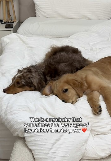 Dogs and Siblings: A Growing Bond of Love