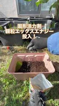 鉢植えダリアならこれが好き！ #ガーデニング ミスティックノワール