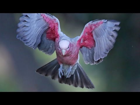 Galah's in wild egg bound