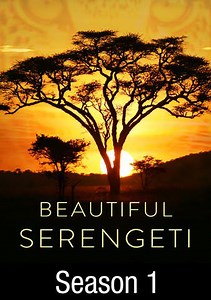 Beautiful Serengeti: Migration