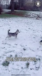 A mini husky how would you like to own this small bredd of dog . 📸 Source : Tiktok: dogsoftiktok118 - - - #huskypuppy, #thelifewithhusky, #huskymom, #huskypic, #huskyvideo | Life With Husky