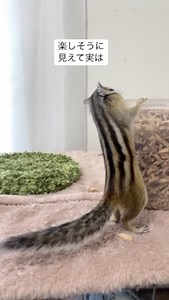 しまりす麦🐿NAPBIZ公式ブロガー@SAPPORO🇯🇵 | タッパに警戒中！（巣材を増やしただけ…） #シマリスのいる暮らし #シマリス #小動物 #おもしろ動画 #chipmunk #squirrel #petstagram #smallanimal | Instagram