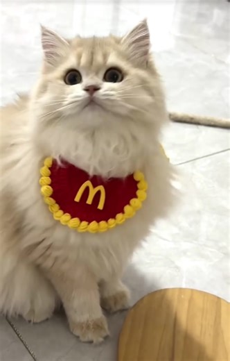 Crochet pet bib, cute kitten 🐈