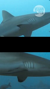 1.2K views · 31 reactions | Shark finning is a ruthless practice that...