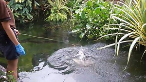 42K views · 59 reactions | Arowana feeding Location : River Safari Singapore © cecilsie | For The Love of Fish | Facebook
