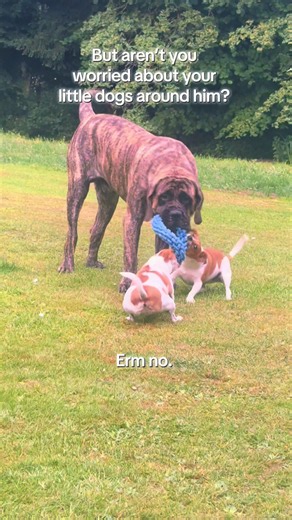 English Mastiff Puppy vs Jack Russell: Hilarious Possum Vibes