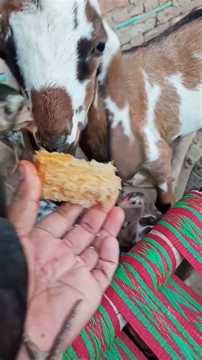 🐔 Chicken vs Goat 🐐 | Who Wins the Corn? 🌽😂 #shorts