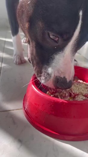 La MEJOR DIETA para tu Cachorro Pitbull