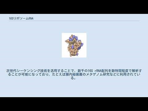 16SリボソームRNA