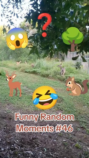 🤣Funny Random Moments 46🦌#funny #animals #meme #comedy #nature #animal #random #lol #memes #outdoors
