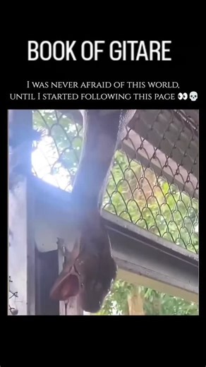 🦊 FOAD 🦊 on Instagram: "Pythons are a diverse family of non-venomous constrictor snakes primarily found across the tropical regions of Africa, Asia, and Australia. Unlike venomous snakes that use toxins to subdue their targets, pythons rely on their immense physical strength to coil around prey, using constriction to stop the victim's blood flow or breathing. They are exceptionally well-adapted hunters, often equipped with heat-sensing pits along their lips that allow them to "see" the thermal