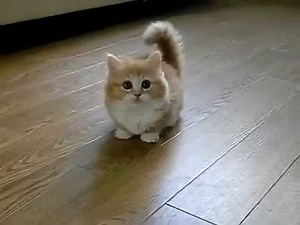 Mon chaton trop mignon !!