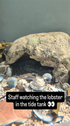 40 reactions | Turns out it is shells.  She's got shells in there. 咽...