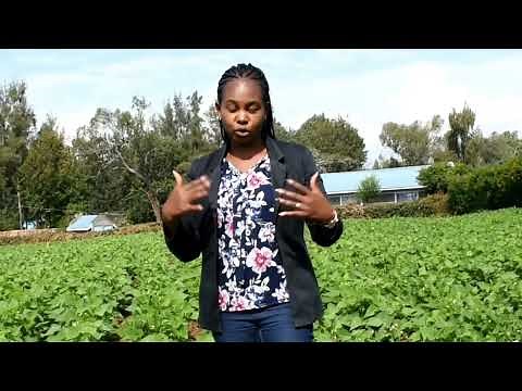 FACTS ABOUT NYOTA BEANS FARMING