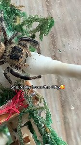 42K views · 1.3K reactions | Spider Facts on Reels | Facebook
