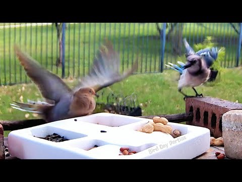 New and Unusual Sound From Blue Jay