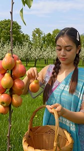 amazing pear harvesting #reels . . . #freshfruit #grapefruit #dragonfruit #fruitarian #fruitlover #fruitbowl #jackfruit #superfruit #fruitsandveggies #instafruit #fruitjuice #fruitsbasket #summerfruit #himalayanfarming #redfruits #fruitandveg #kiwifruit #starfruit #anappleaday #delicious #strawberry #apricot #dates #guava #mango #pear #apple #cherry #lychee | Himalayan Farming