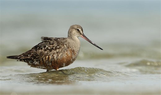 Hudsonian godwit (Limosa haemastica ) |ForumIAS